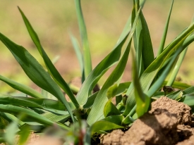 Spring Sowing