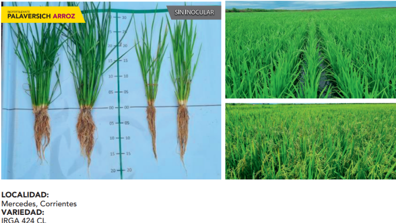 graph 2 ARROZ