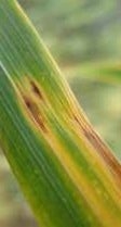 Biofertilizante Barenbrug