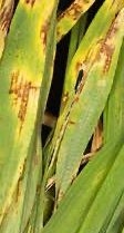 Biofertilizante Barenbrug
