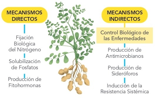 mani_plata