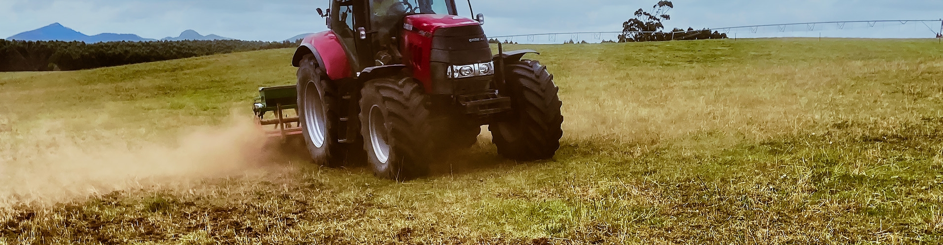 Dry Sow