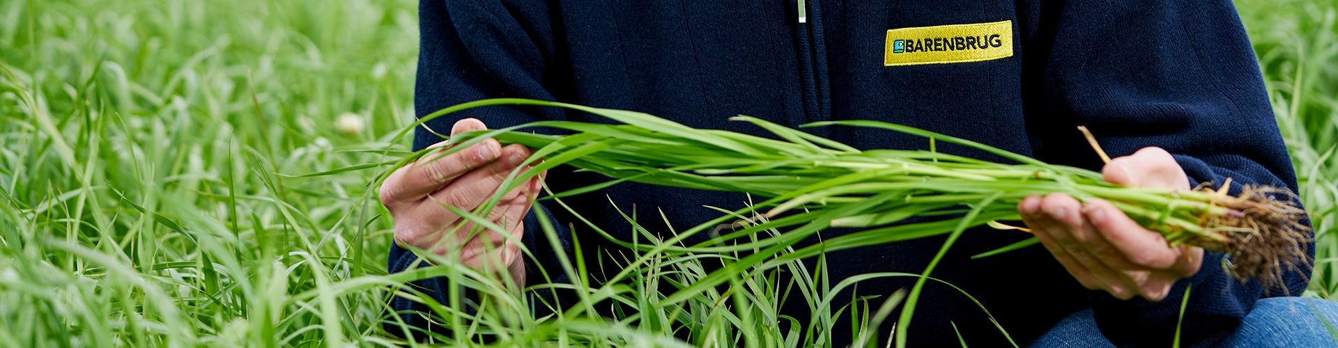 endophyte header