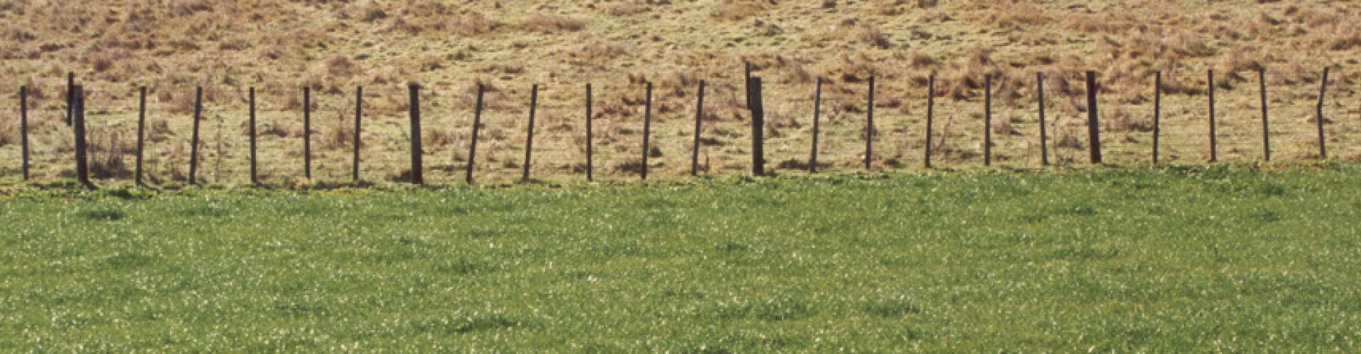 Pasture Reno2
