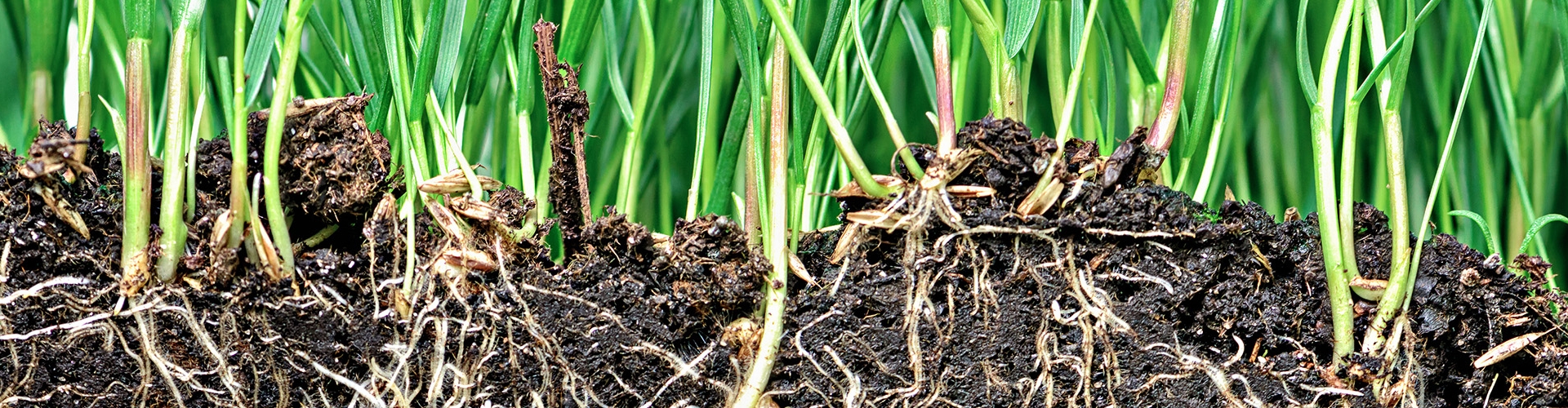 Soil Health