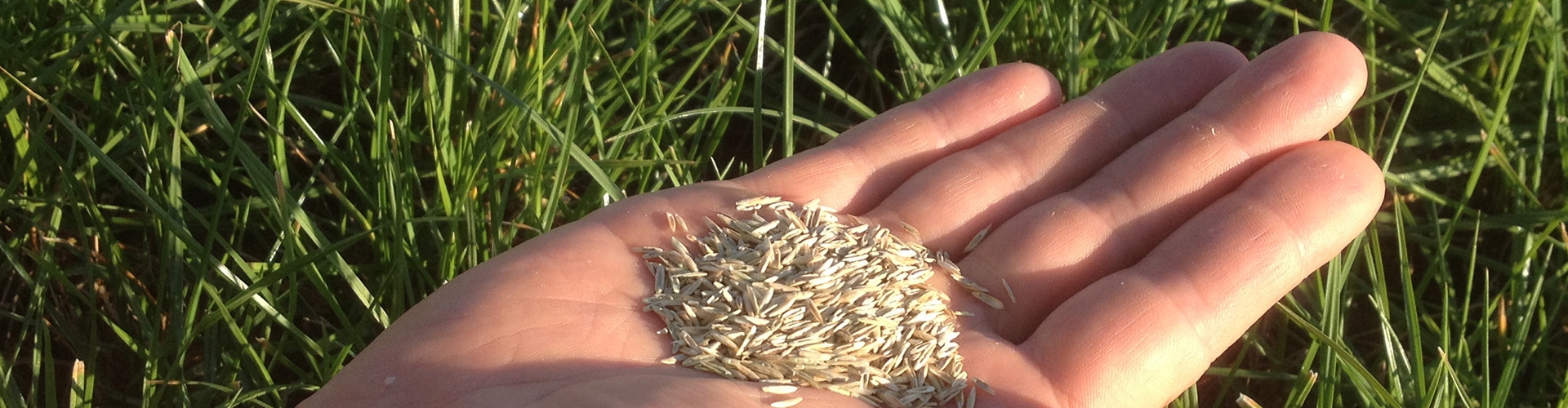 Sow Density
