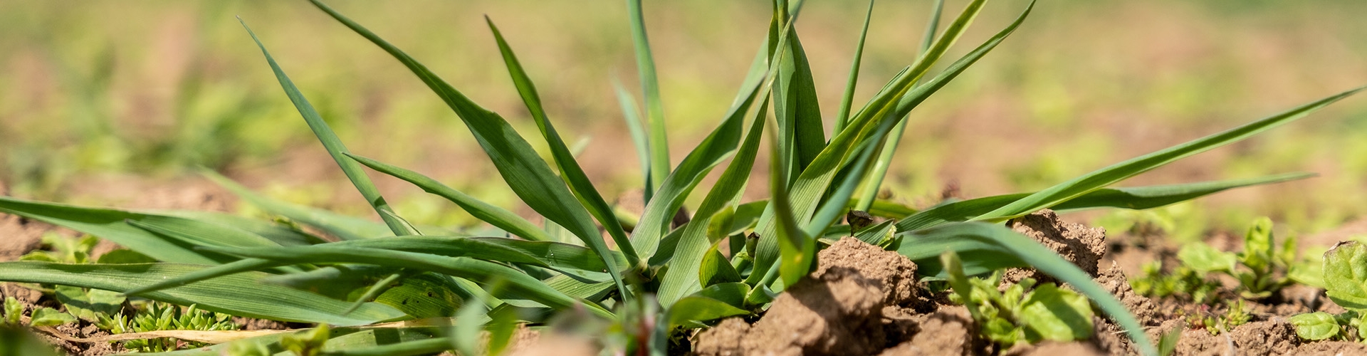 Spring Sowing