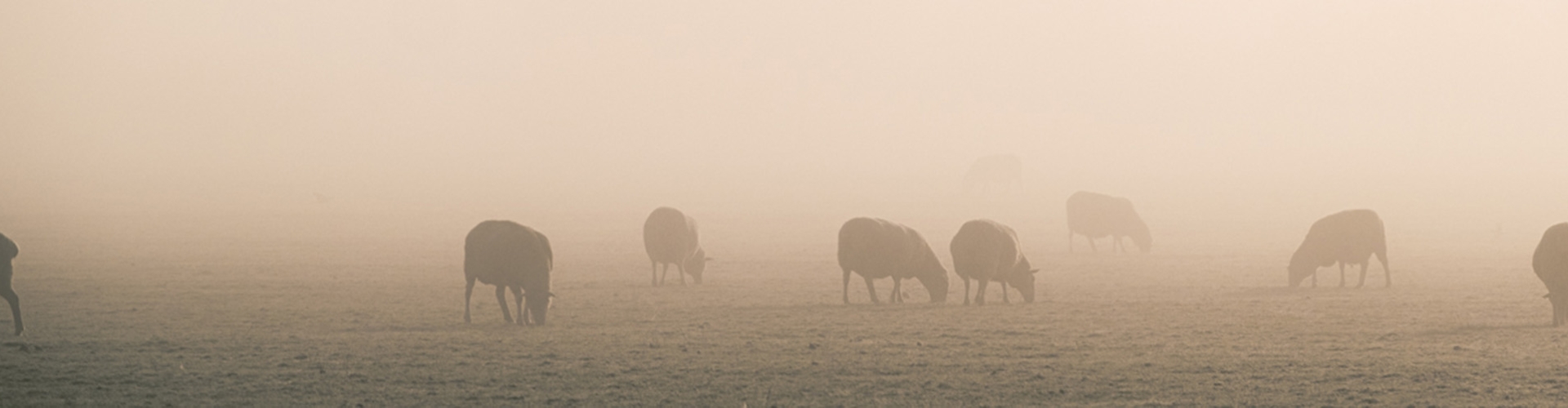 Winter Feed