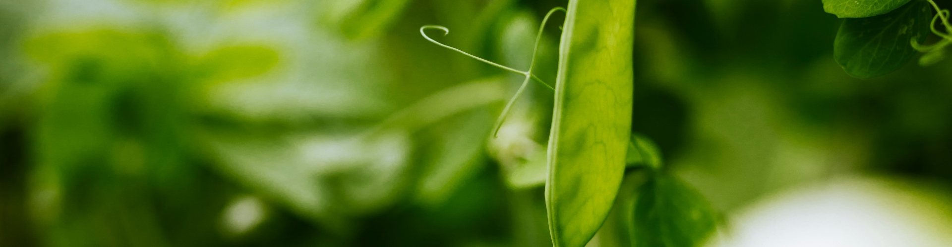Arveja_Header