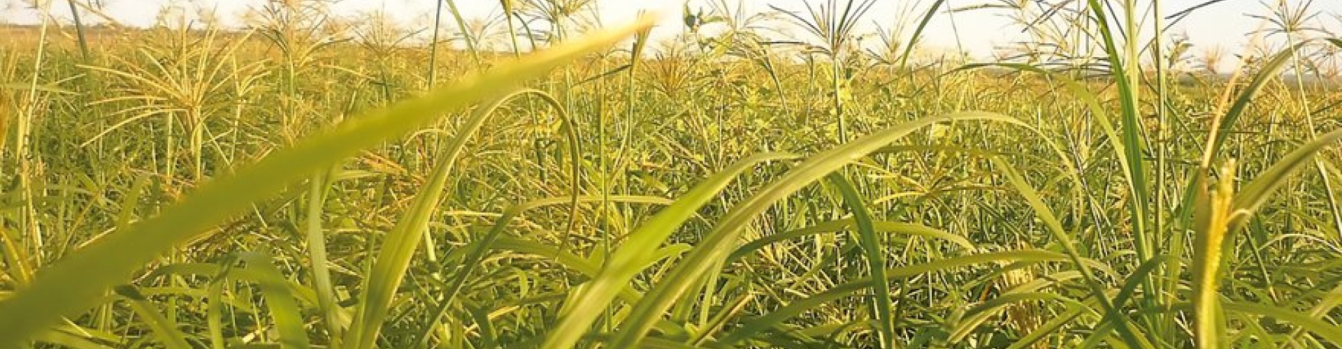 KATAMBORA-BARHODES.jpg