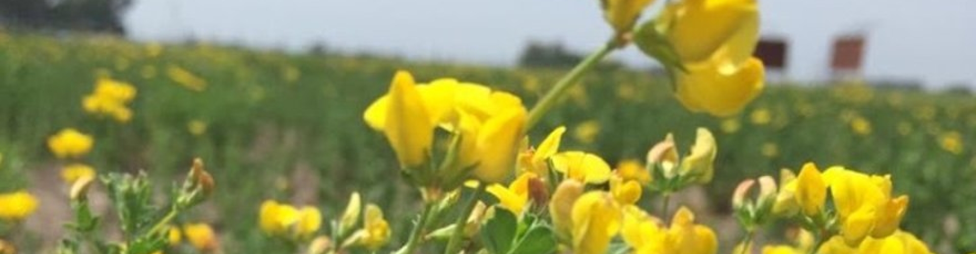 Lotus - Copy.jpg