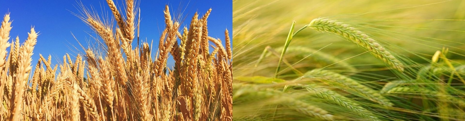 Biofertilizante Trigo y Cebada - Barenbrug