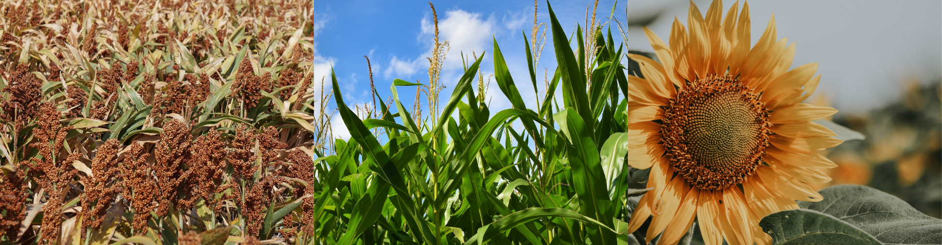 Biofertilizante Barenbrug