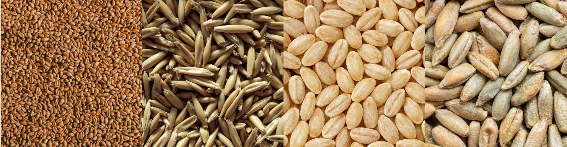 Trigo Avena Centeno Cebada Barenbrug