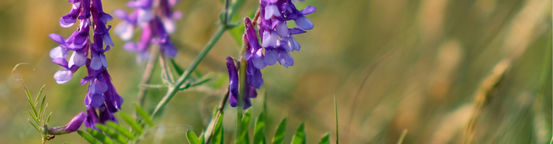 Leguminosa Barenbrug Vicia