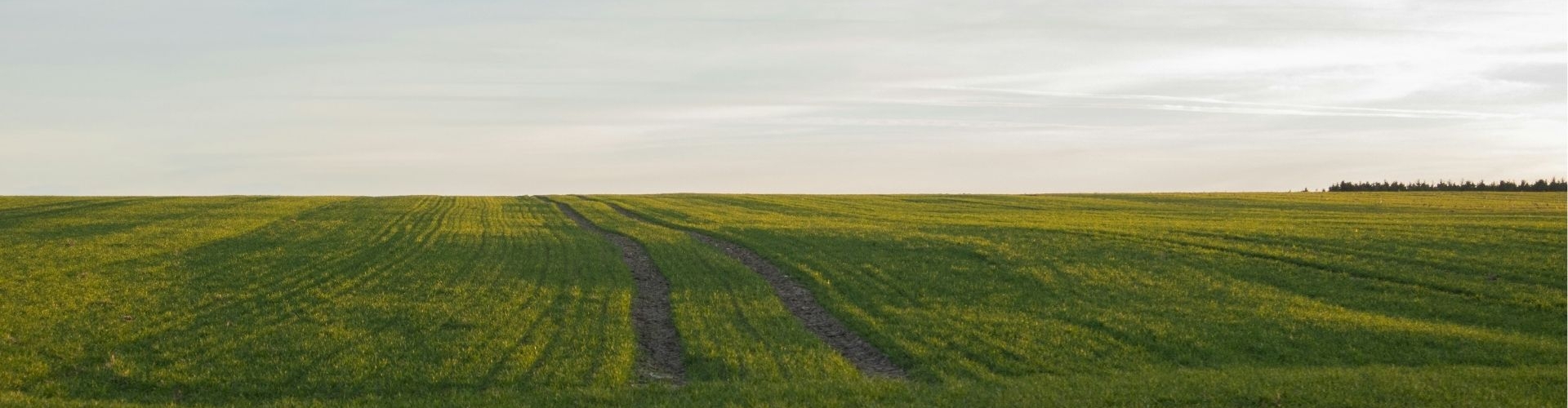insecticidas Barenbrug
