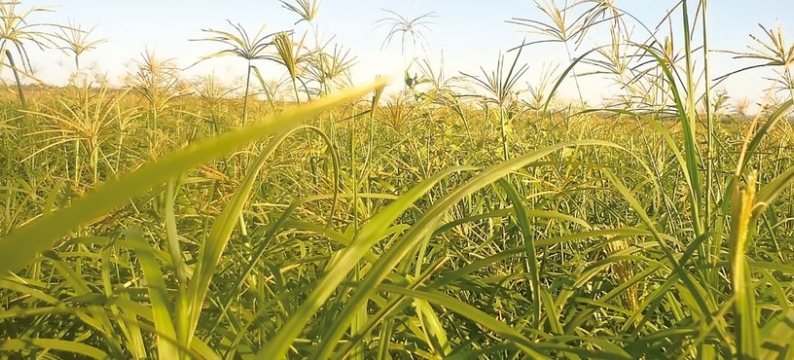 KATAMBORA-BARHODES.jpg