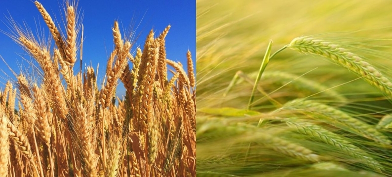 Biofertilizante Trigo y Cebada - Barenbrug