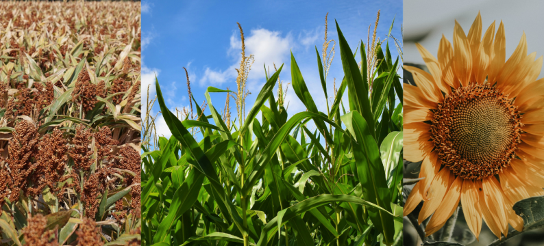 Biofertilizante Barenbrug
