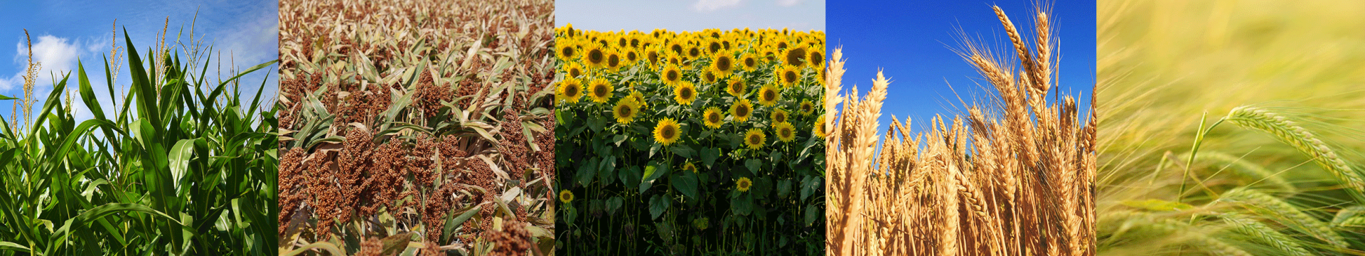 Biofertilizante Barenbrug